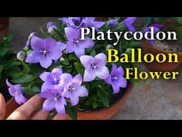 Platycodon / Balloon Flower Plant Care. How to Grow Balloon Flowers.