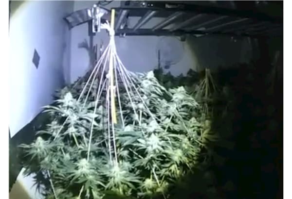 Police shut down cannabis farm in Hanwell - EALING.NEWS - The Voice of Ealing's 7 towns - Acton, Ealing, Greenford, Hanwell, Northolt, Perivale, Southall.