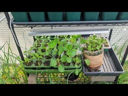 Slacker Gardening: They Asked for More Space 😄🌱 | So we are doing more up-potting 🌱