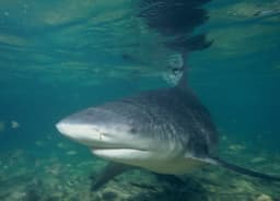 Bull sharks choose companions and form lasting bonds