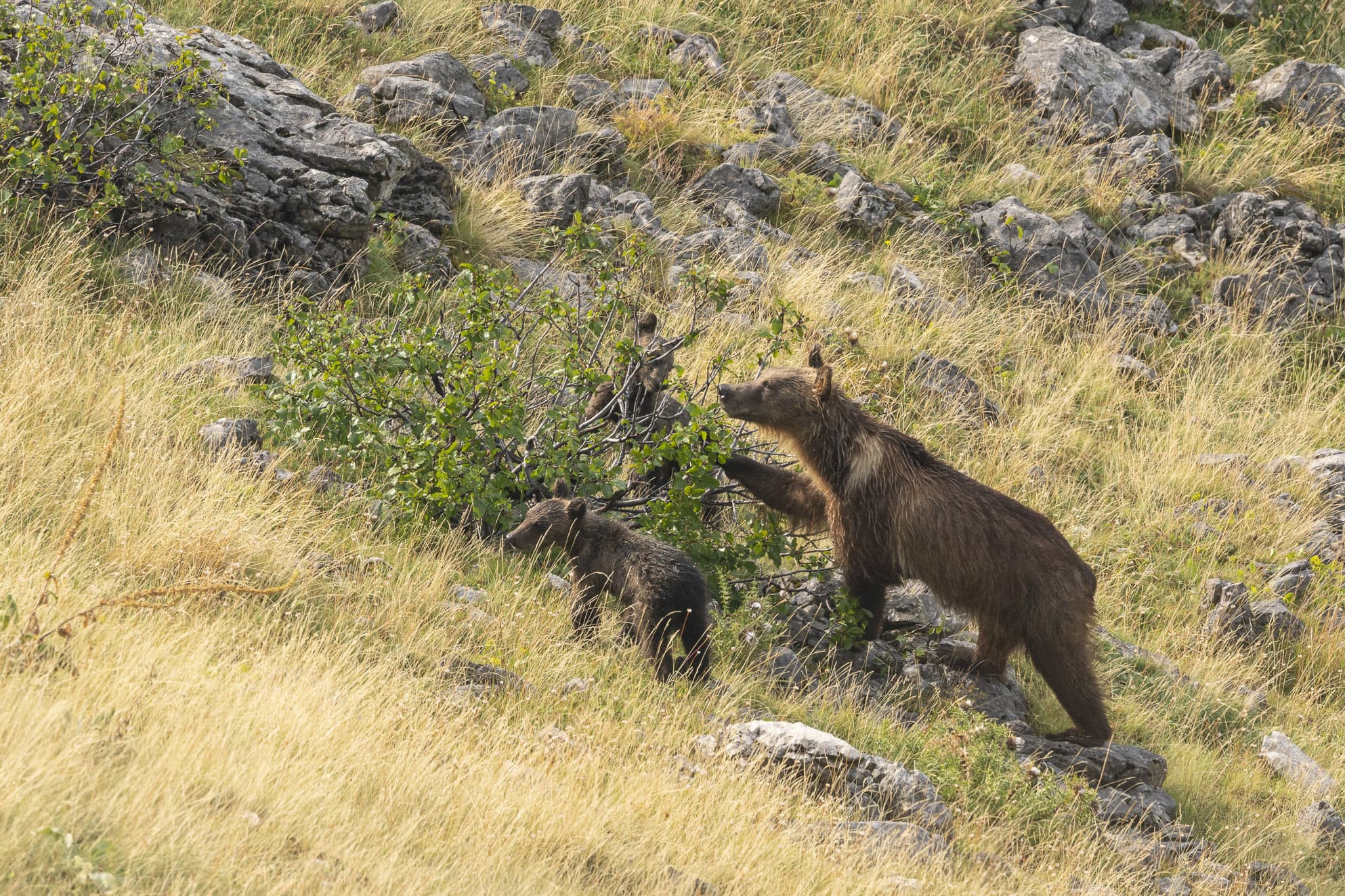 Bear-smart corridors create space for Marsican bear recovery