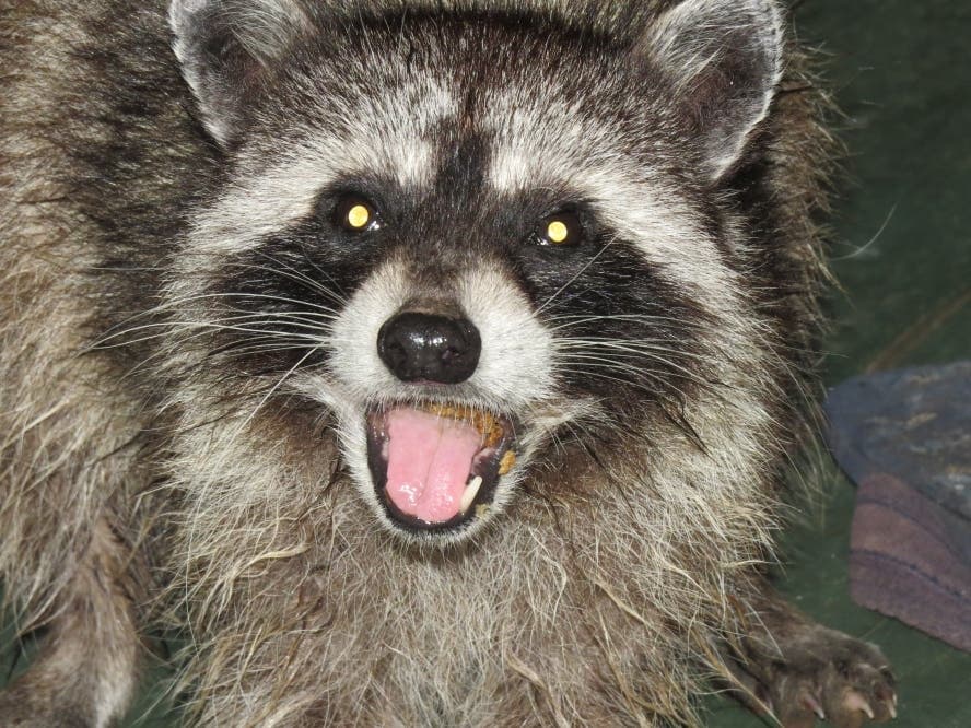 Possibly Rabid Raccoon Lurking In South Kingstown's ...