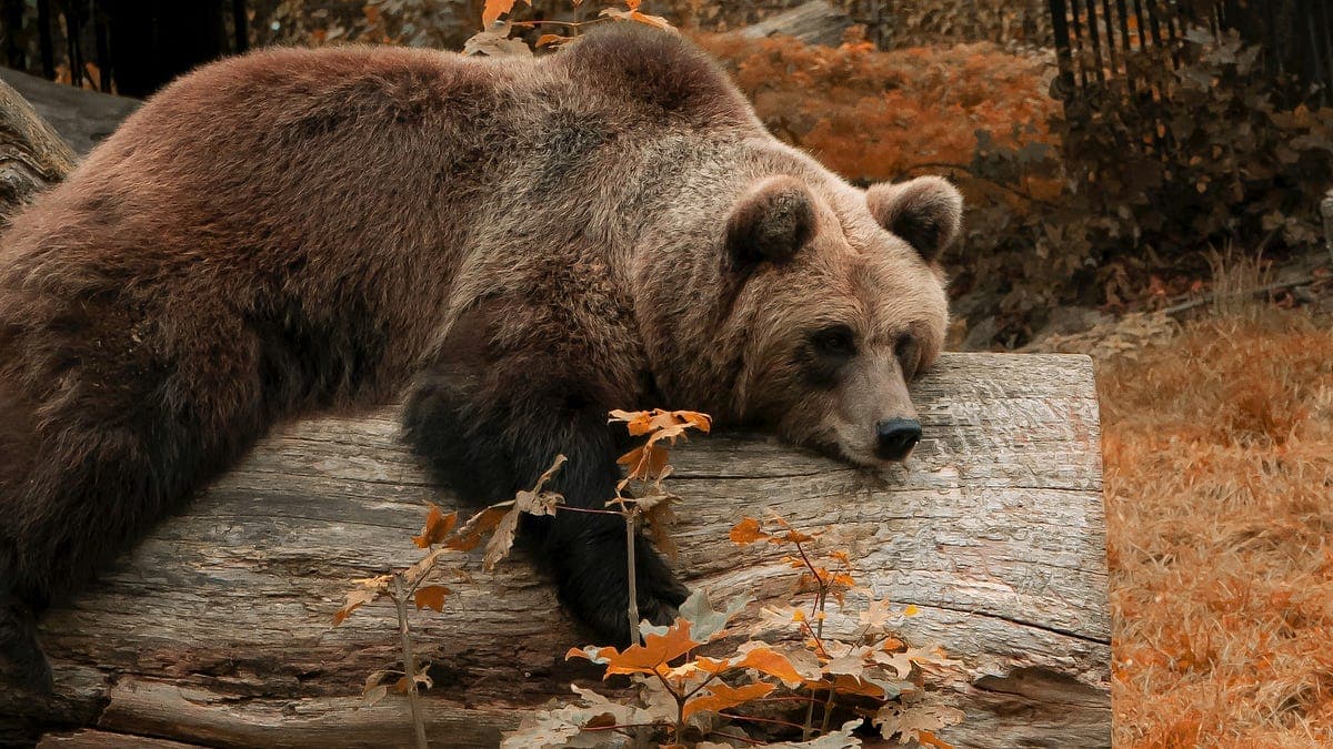 A bear-case scenario for the long-term, diversified stock ...