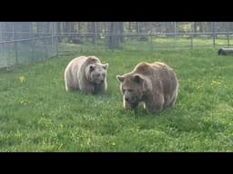 Nothing better than watching happy bears in the morning. Good morning!