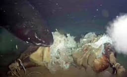 The Shocking Underwater Discovery That Left Scientists Speechless: The Bizarre Cow Carcass Experiment That Rewrote Deep-Sea Science – OZS News