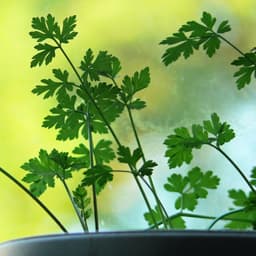 What to sow & do in the November kitchen garden