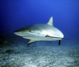 More diving leads to fewer reef sharks on Caribbean reefs| WUR
