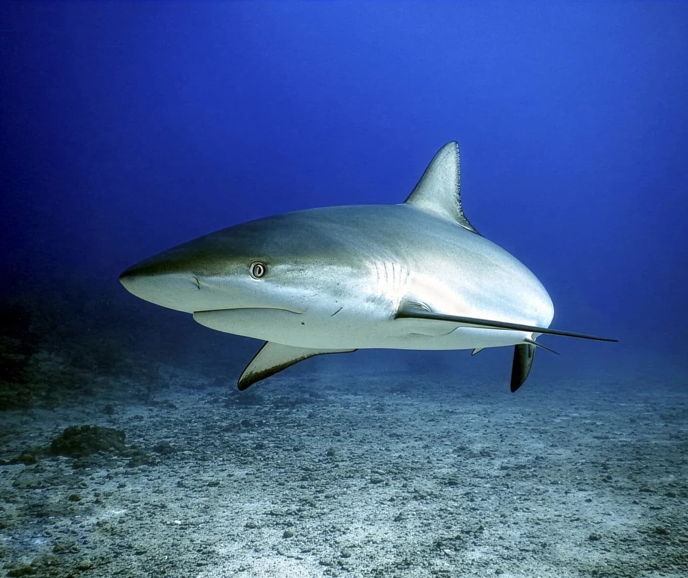 More diving leads to fewer reef sharks on Caribbean reefs| WUR
