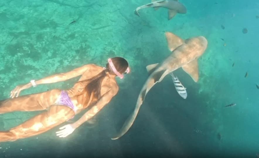 Video shows new angle of shark bite on tourist in Fernando de Noronha.