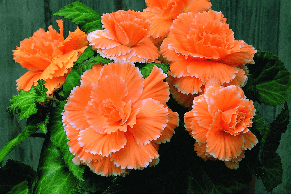 How to Take Care of Begonia Plants for Best Results