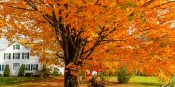 10 Best Trees to Plant for Beautiful Fall Color Every Year
