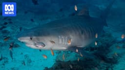 Relocating tiger sharks may reduce short-term risk of shark bites, research suggests - ABC News