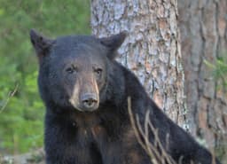 Black bear population on the move