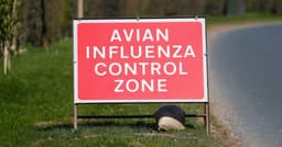 From bird flu to bird poo, the chicken industry is laughing all the way to the bank