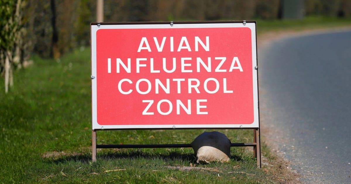 From bird flu to bird poo, the chicken industry is laughing all the way to the bank