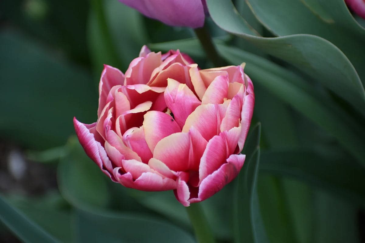 Can You Plant Tulips in Pots? A Simple Guide to Success