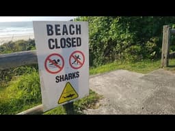 Debate over shark mitigation heats up as baited hooks proposed for NSW beaches
