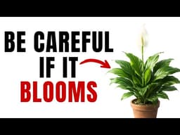 The Mystery Of Why The Peace Lily Blooms