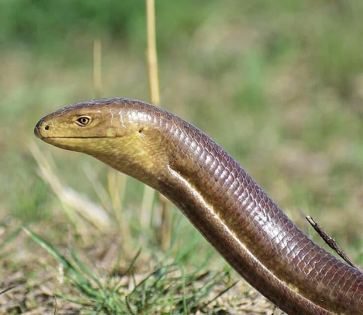 Snakes and Lizards as Food and Foe - Biblical Archaeology Society