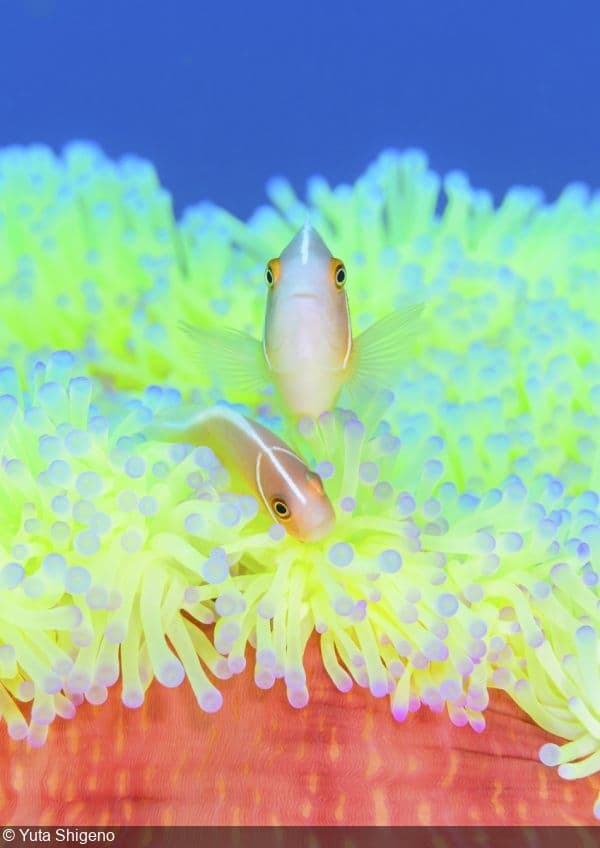 Photographer of the Week – Yuta Shigeno