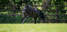 International News: Johanna Walsh wins fastest Irish Oaks ...