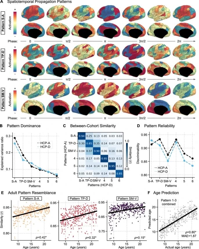 Developmental variations in recurrent spatiotemporal brain propagations from childhood to adulthood | VALIANT | Vanderbilt University
