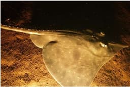 Study of Shark & Ray Eggcases – Marine Life Society of South Australia Inc.