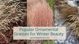6 Popular Ornamental Grasses to Create a Prettier Winter Garden
