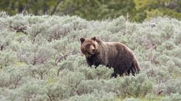 Idaho man, dog attacked by bear while running. Tips to ...