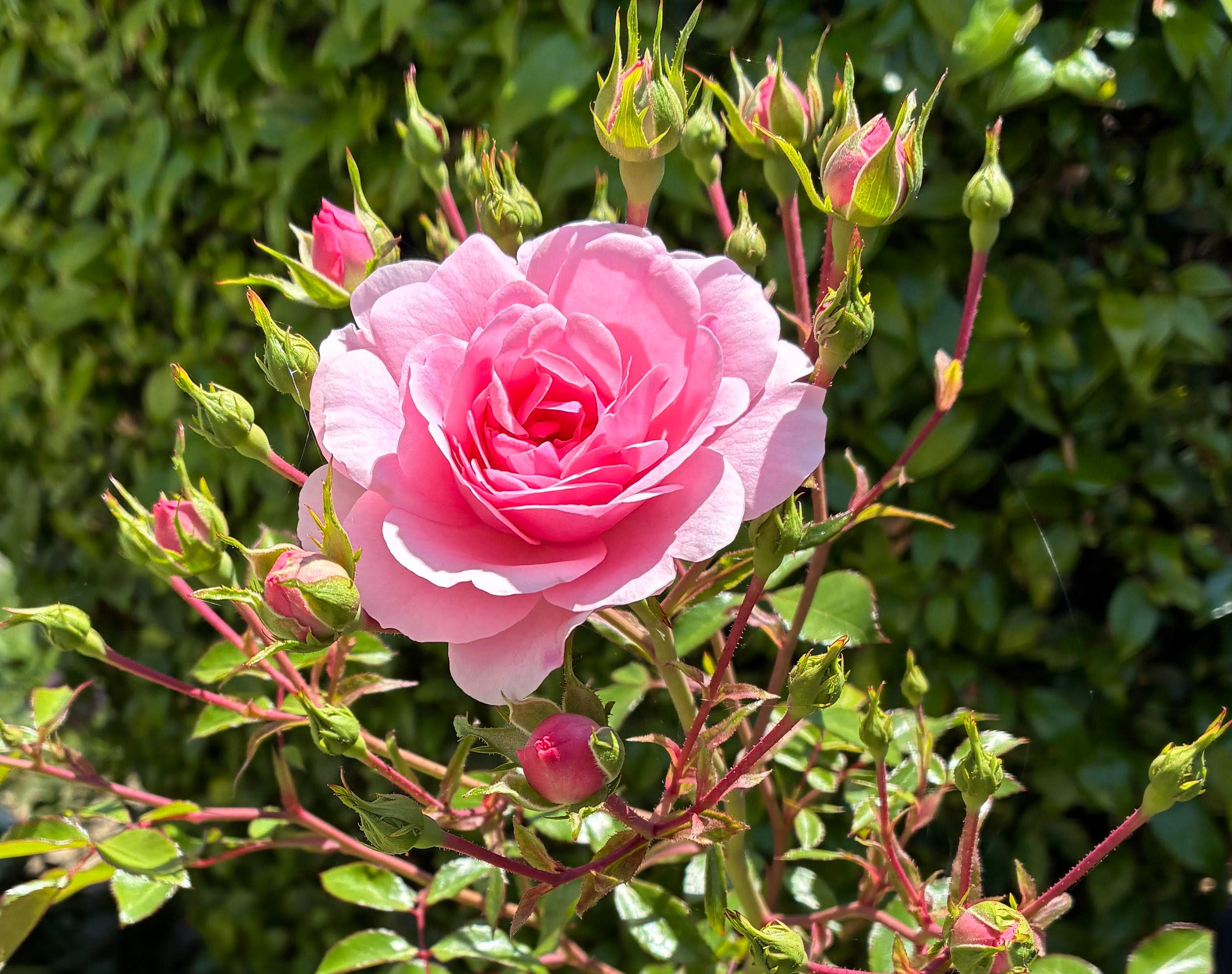 Sunday RoundUp: Mother's Day and more