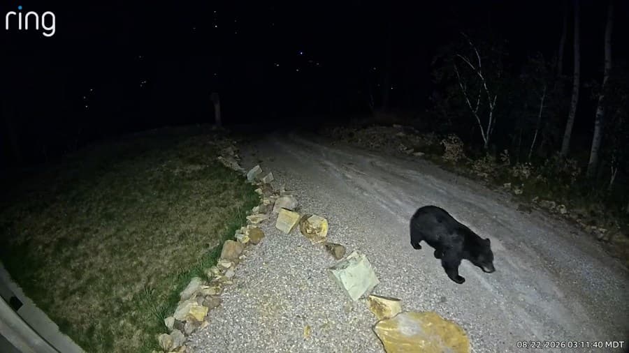 Bear spotted on Ring camera near Terry Peak