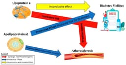 Lipoprotein (a) and Apolipoproteins in Diabetes and Atherosclerotic Cardiovascular Disease: A Comprehensive Review of the Current Evidence