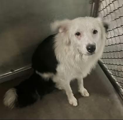 🐶 Playful & Loyal Dogs Ready for Adoption in Raeford, NC