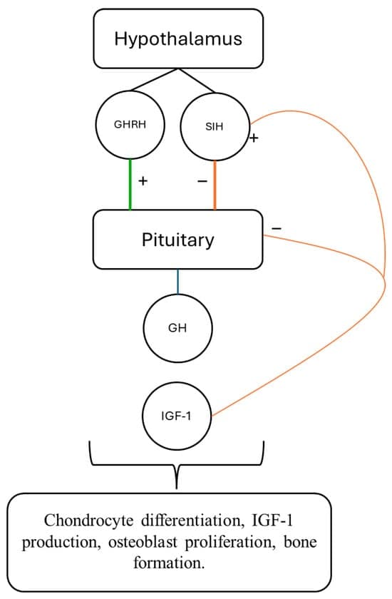 Predictors of Response to Growth Hormone Therapy in Children with Idiopathic Growth Hormone Deficiency: A Narrative Review