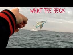 CLOSE SHARK ENCOUNTER WHILE KAYAK FISHING IN AUSTRALIA