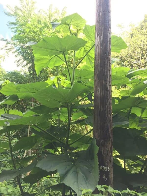 Hiker shares photo of disturbing sighting next to telephone pole in national park: 'That's scary to see'