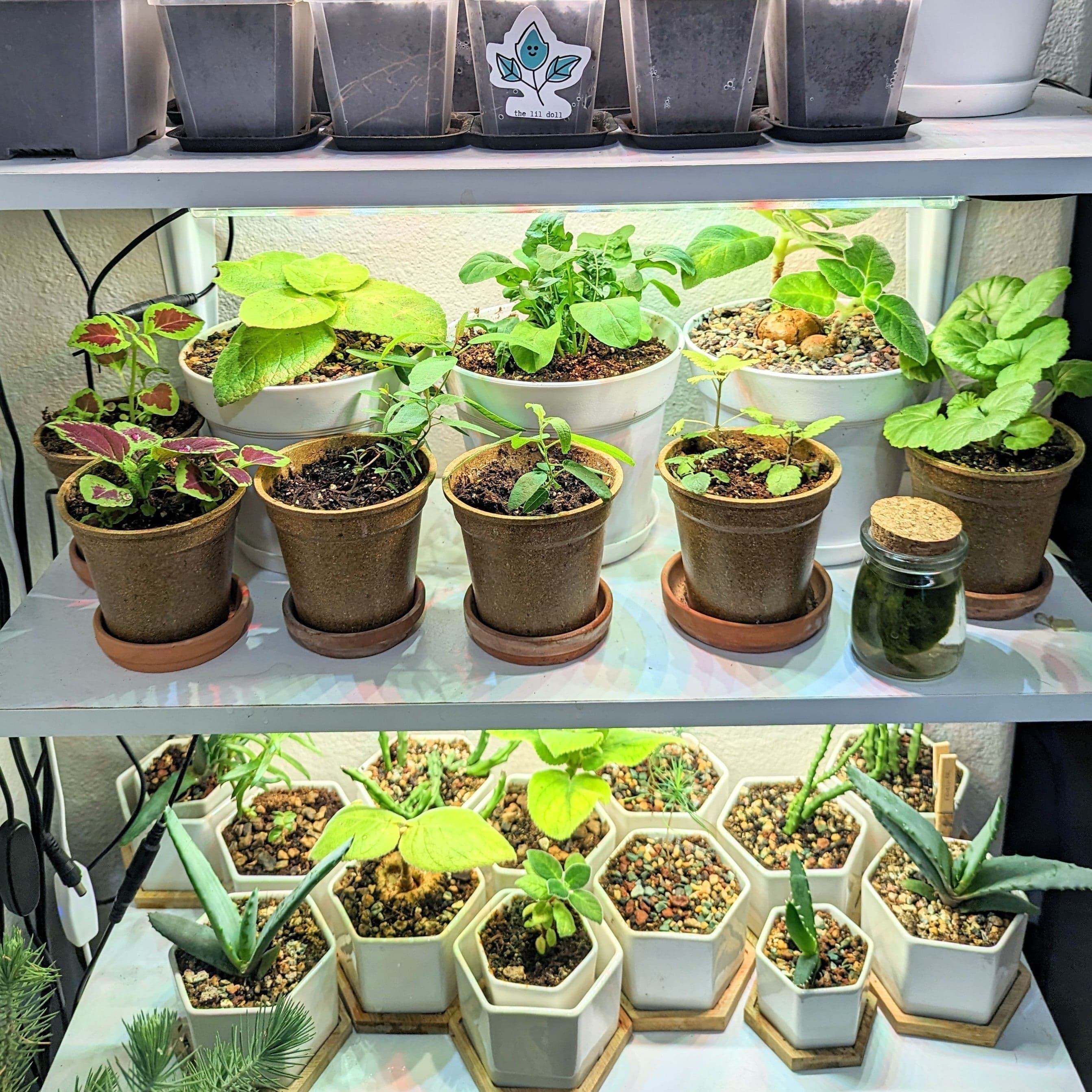 How to Grow Houseplants from Seed: Starter Guide - Plantflix