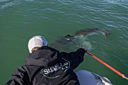 Why SoCal shark sightings are up — and ways to stay safe in sharky waters