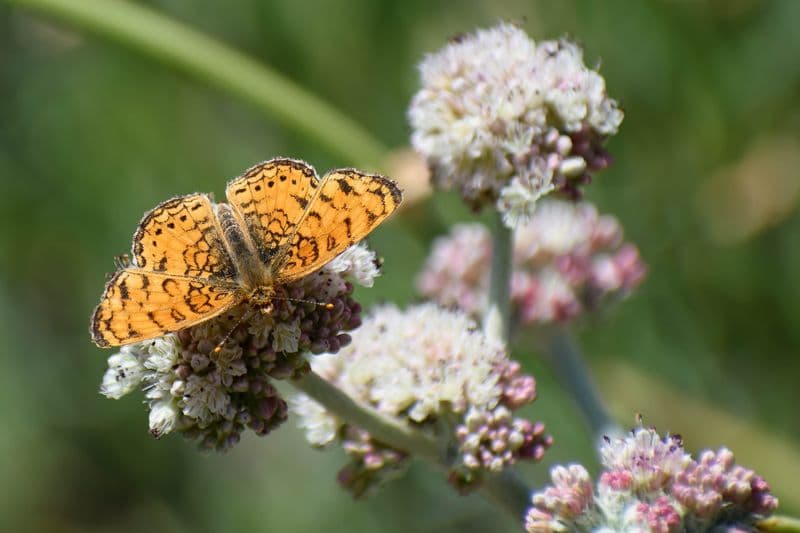 CNPS Announces the Biodiversity in Urban Gardens Initiative