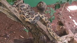 Katraj Snake Park, India: 10 things no one tells you about this tourist destination