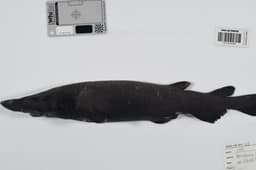 More than 100 deep-sea creatures discovered in Coral Sea