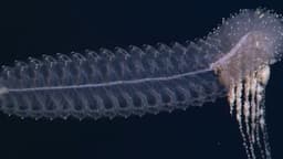 "Ghost Behemoths" of the Deep Sea: The Mysterious World of ...