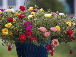 9 Heat-Tolerant Flowers To Plant In Pots This July
