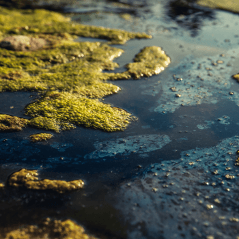 Public Health Advisory Issued for Hampton Lake