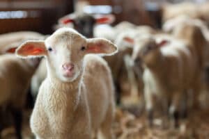 Sheep Milk Cheese takes Center Stage at Free Fall Gathering this Sunday