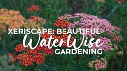 Xeriscaping: Beautiful Water-Wise Gardening