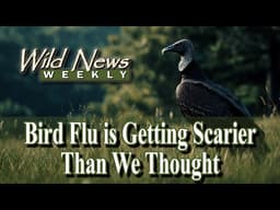 Scientists Shocked by Surge in Vulture Infections: Bird Flu Could Spiral Out of Control in the Wild