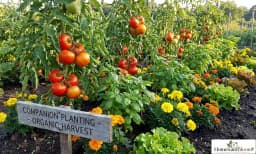 Companion Planting Guide: Top Pairs for High Yields
