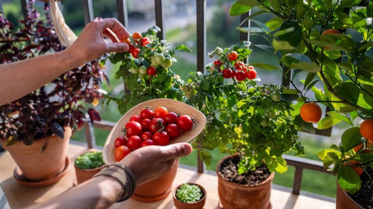 Get these 5 factors right and your balcony tomatoes will thrive – get top crops in small spaces