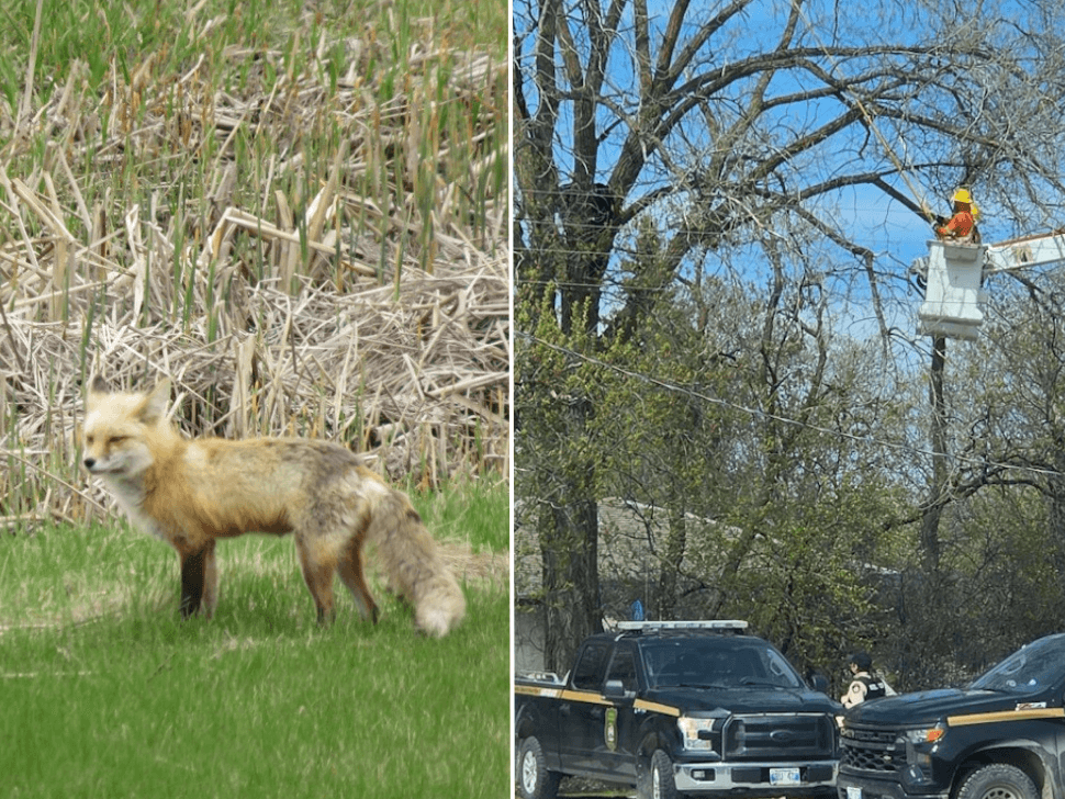 Bear and fox sightings prompt reminder on wildlife safety